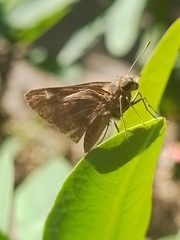 Cymaenes odilia