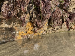 Hymeniacidon perlevis