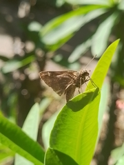 Cymaenes odilia