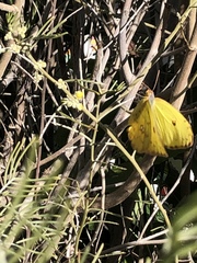 Phoebis sennae