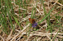 Boloria euphrosyne