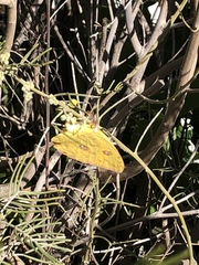 Phoebis sennae