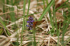 Boloria euphrosyne