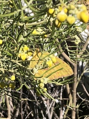 Phoebis sennae