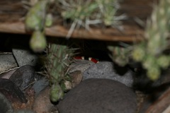 Micruroides euryxanthus