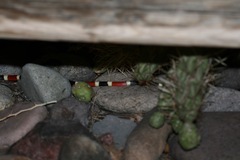 Micruroides euryxanthus