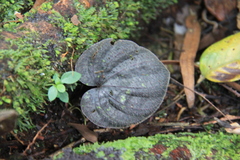 Nervilia