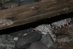 Micruroides euryxanthus