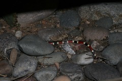 Micruroides euryxanthus