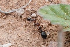 Myrmecocystus mimicus
