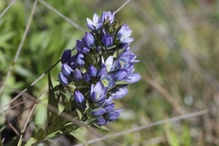 Gentianella corymbosa