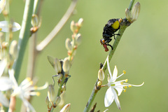 Chlorophytum capense