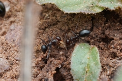 Myrmecocystus mimicus