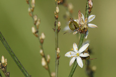 Chlorophytum capense