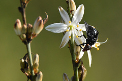 Chlorophytum capense
