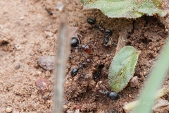 Myrmecocystus mimicus