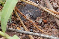 Myrmecocystus mimicus