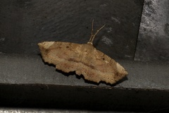 Syllectra congemmalis