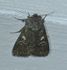 Spodoptera hipparis