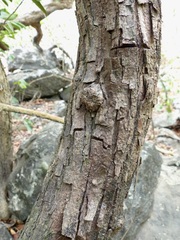 Ventilago madraspatana