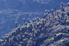 Espeletia hartwegiana