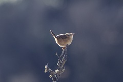 Cistothorus platensis