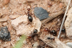 Myrmecocystus mimicus