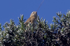 Cistothorus platensis