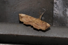 Syllectra congemmalis