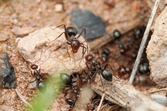 Myrmecocystus mimicus