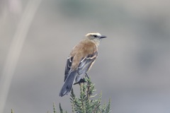 Ochthoeca fumicolor
