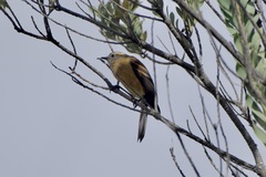 Ochthoeca fumicolor