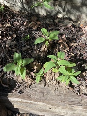 Salvia spathacea