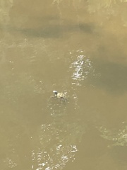 Malaclemys terrapin terrapin