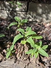 Salvia spathacea