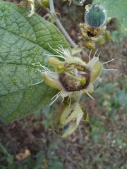 Passiflora porphyretica