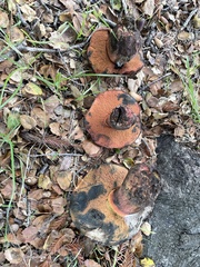 Suillellus amygdalinus