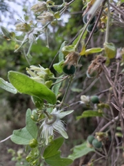 Passiflora porphyretica