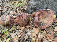 Suillellus amygdalinus