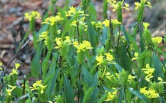 Barleria oenotheroides