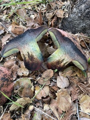 Suillellus amygdalinus