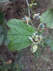 Passiflora porphyretica