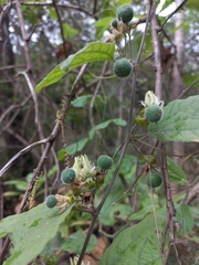 Passiflora porphyretica