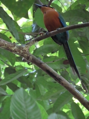 Baryphthengus martii