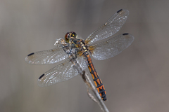 Austrothemis nigrescens