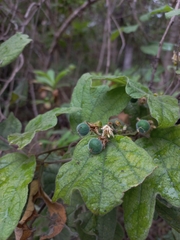 Passiflora porphyretica