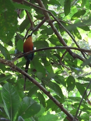 Baryphthengus martii