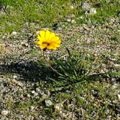 Gazania linearis