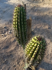 Stenocereus thurberi