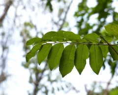Ventilago madraspatana